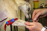 WHIPPET - GARROT PRISE DE SANG 159